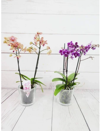 Mini Orquídea Color Variado 50cm