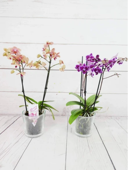 Mini Orquídea Color Variado 40cm