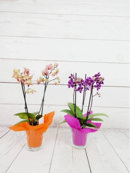 Mini Orquídea Color Variado 50cm