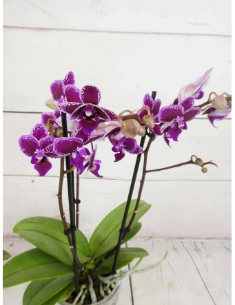 Mini Orquídea Color Variado 50cm