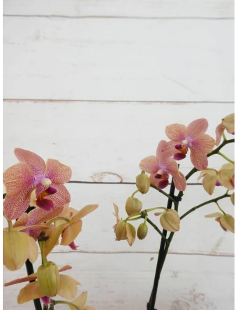 Mini Orquídea Color Variado 50cm