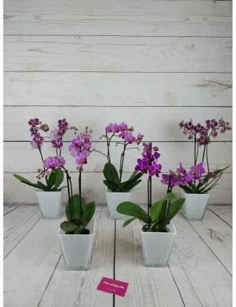 Mini Orquídea Color Variado 50cm