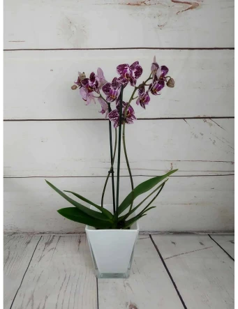 Mini Orquídea Color Variado 50cm