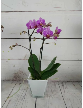 Mini Orquídea Color Variado 50cm