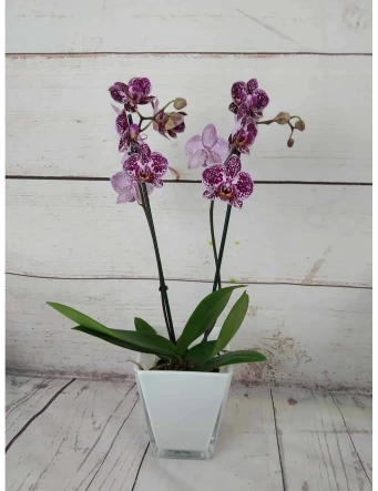 Mini Orquídea Color Variado 50cm