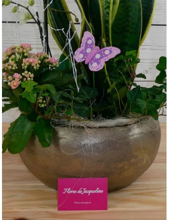 Plantas de interior en cerámica