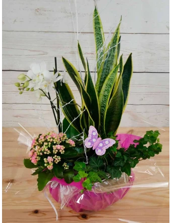 Cerámica con plantas mix