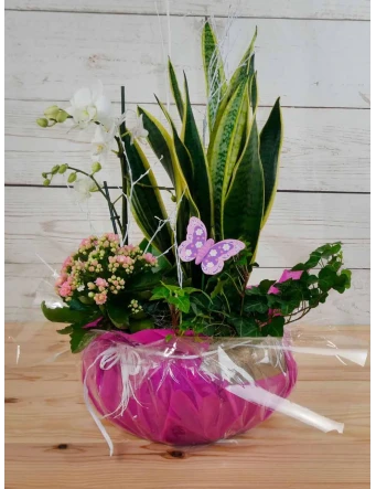 Plantas en cerámica