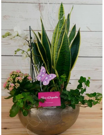 Plantas Variadas con Ceramica Redonda