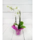 Orquídea Mini Blanca 2 Tallos 50cm