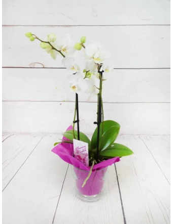 Orquídea Mini Blanca 2 Tallos 50cm