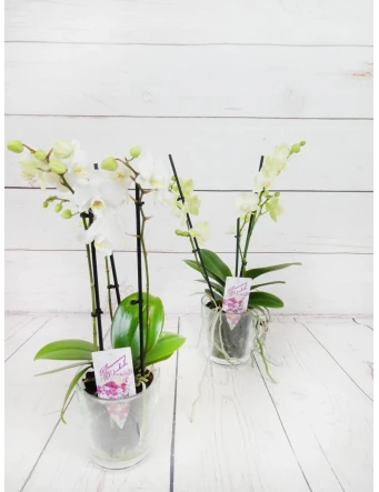 Orquídea Mini Blanca 2 Tallos 50cm