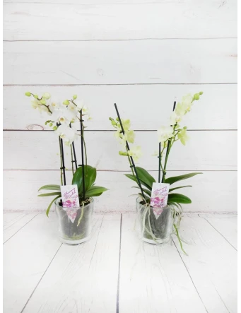 Orquídea Mini Blanca 2 Tallos 50cm