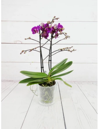 Orquídea Mini Fucsia 2 Tallos 50cm