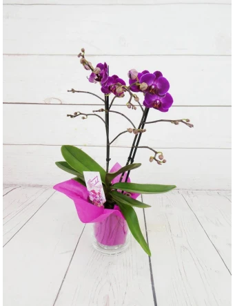 Orquídea Mini Fucsia 2 Tallos 50cm