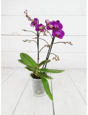 Orquídea Mini Fucsia 2 Tallos 50cm