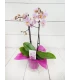 Orquídea Mini Rosada 2 Tallos 50cm