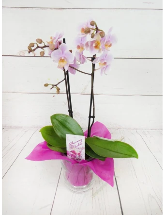 Orquídea Mini Rosada 2 Tallos 50cm