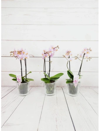Orquídea Mini Rosada 2 Tallos 50cm