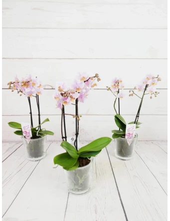 Orquídea Mini Rosada 2 Tallos 50cm
