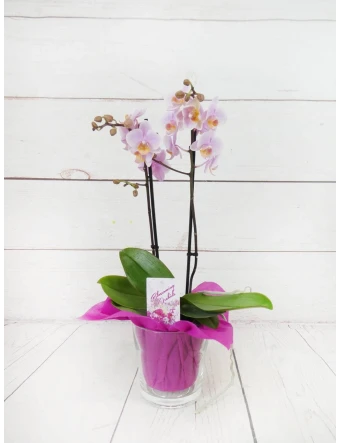 Orquídea Mini Rosada 2 Tallos 50cm