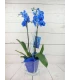 Orquídea 2 Tallos Azul 70cm