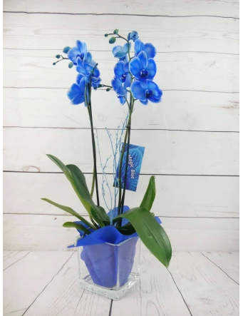 Orquídea 2 Tallos Azul 70cm