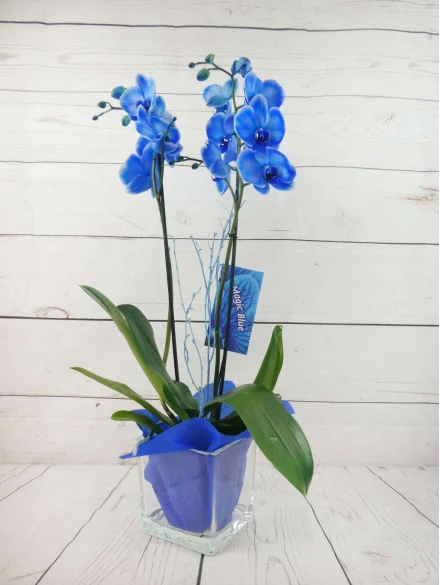 Orquídea 2 Tallos Azul 70cm