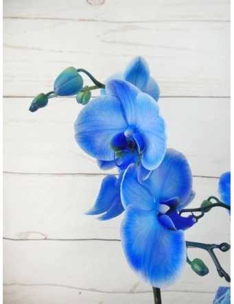 Orquídea 2 Tallos Azul 70cm