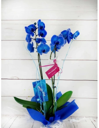 Orquídea 2 Tallos Azul 70cm
