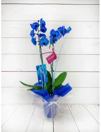 Orquídea 2 Tallos Azul 70cm