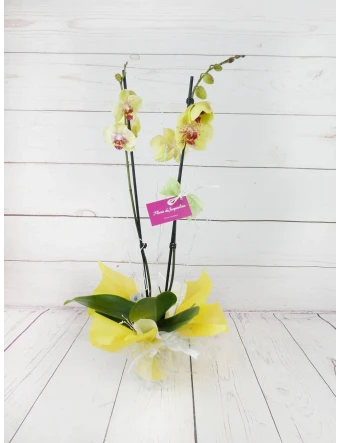 Orquídea 2 Tallos Amarilla 70cm