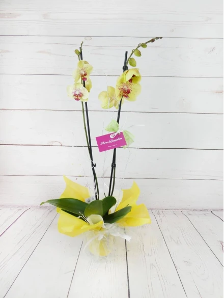 Orquídea 2 Tallos Amarilla 70cm
