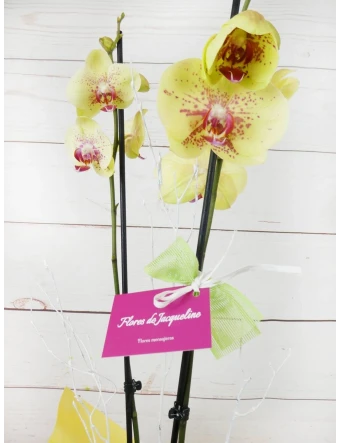 Orquídea 2 Tallos Amarilla 70cm