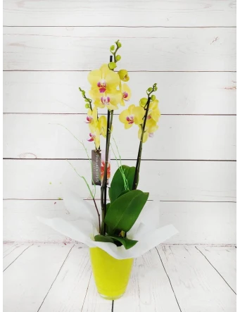 Orquídea 2 Tallos Amarilla 70cm
