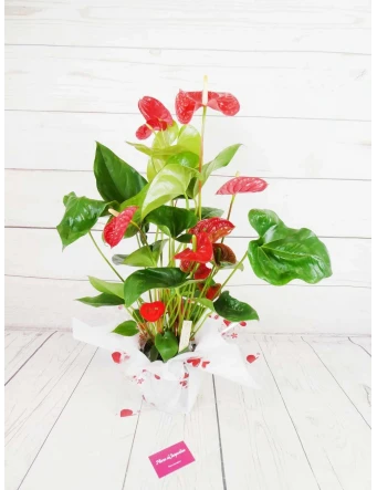 Planta Anthurium Rojo