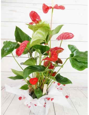 Planta Anthurium Rojo