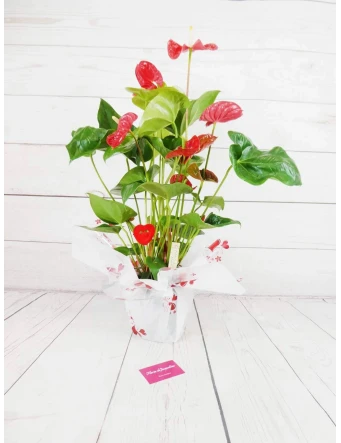 Planta Anthurium Rojo