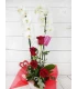 Orquídea Blanca & Rosas Rojas Frescas