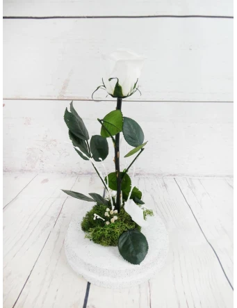 Rosa Eterna Blanca