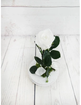 Rosa Eterna Blanca