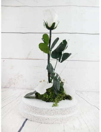 Rosa Eterna Blanca
