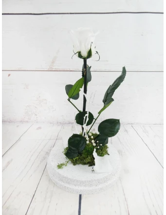Rosa Eterna Blanca