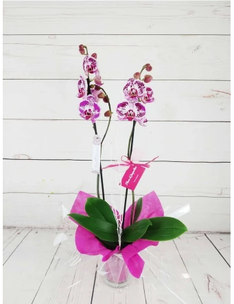 Orquídea 70 cm Colores y Dibujos Jaspeados