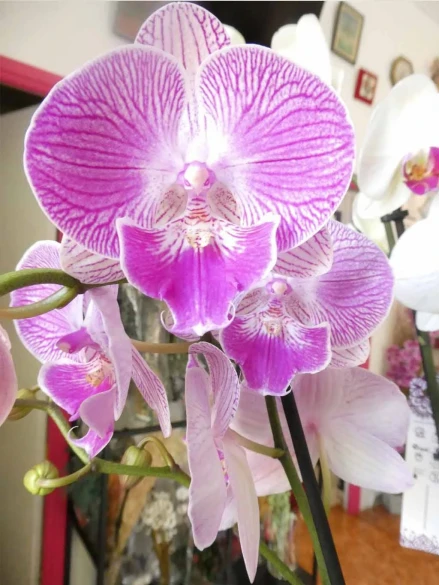 Orquídea 70 cm Colores y Dibujos Jaspeados