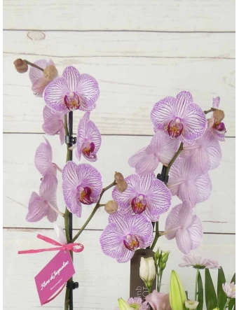 Orquídea 70 cm Colores y Dibujos Jaspeados