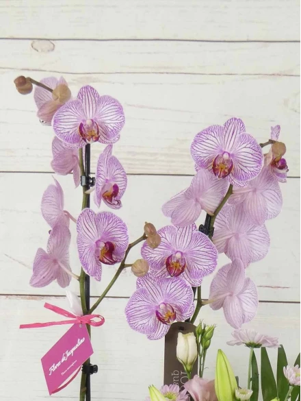 Orquídea 70 cm Colores y Dibujos Jaspeados