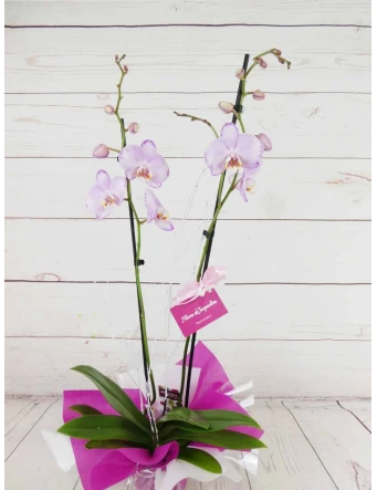 Orquídea 70 cm Colores y Dibujos Jaspeados