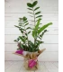 Planta de Zamioculca Mediana