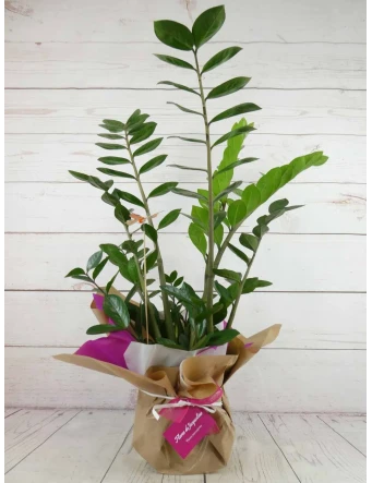 Planta de Zamioculca Mediana